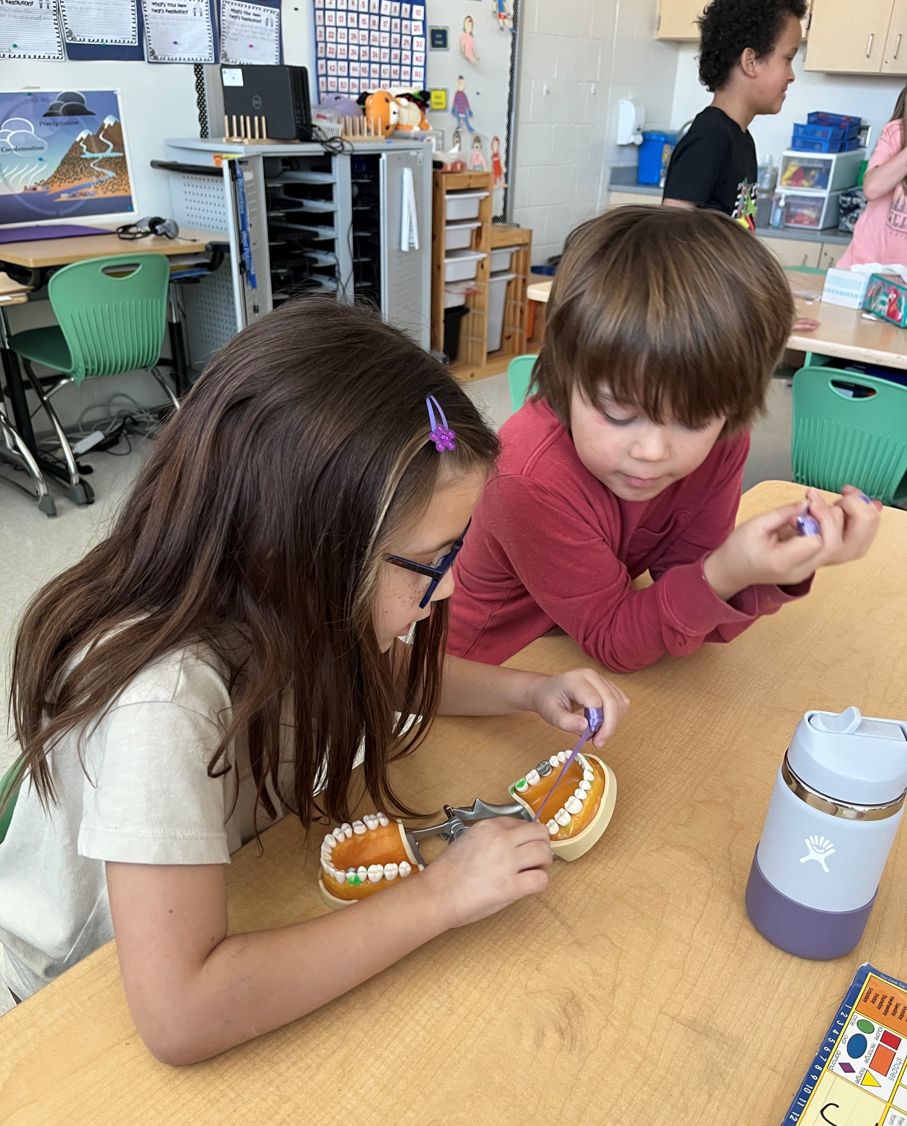 Students exploring a model of human teeth.